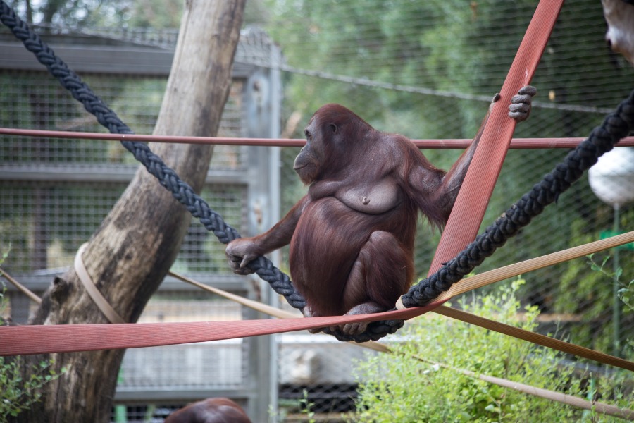 zoo w madrycie małpa